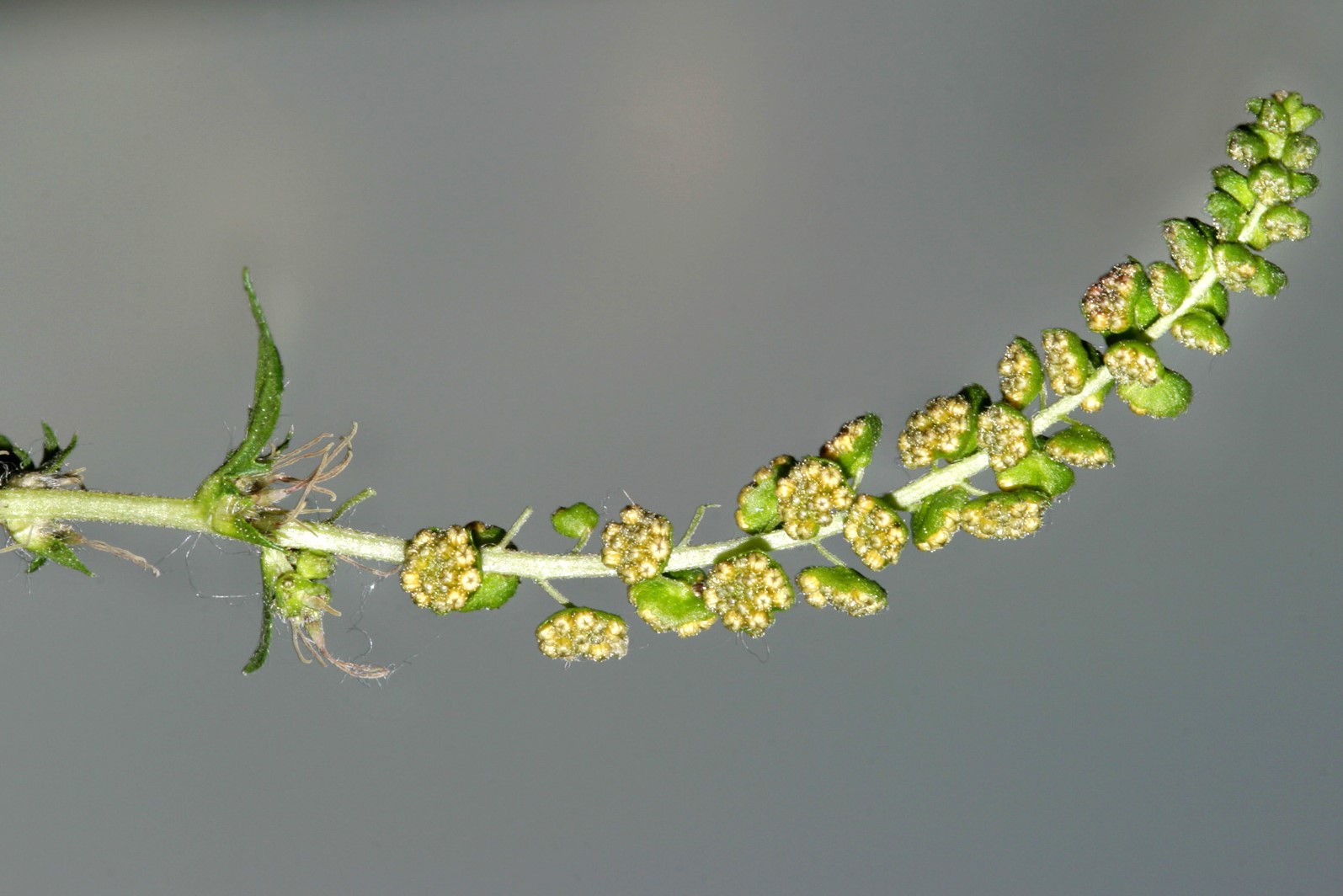 Blütenstand links mit  weiblichen und rechts mit männlichen Blüten