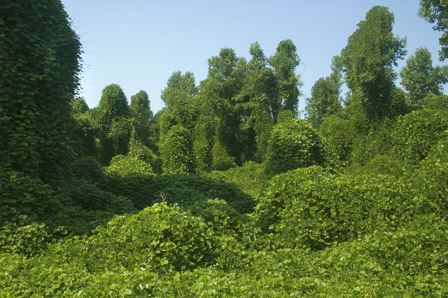 Von Kudzu (Pueraria lobata) überwachsene Landschaft