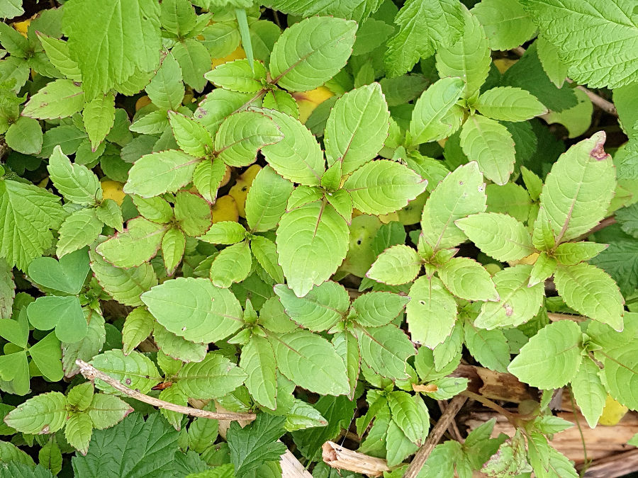 Hohe Ausbreitungsrate beim Drüsigen Springkraut