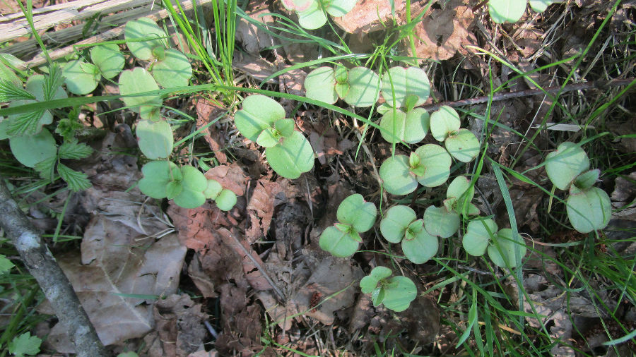 Keimlinge des Springkrautes