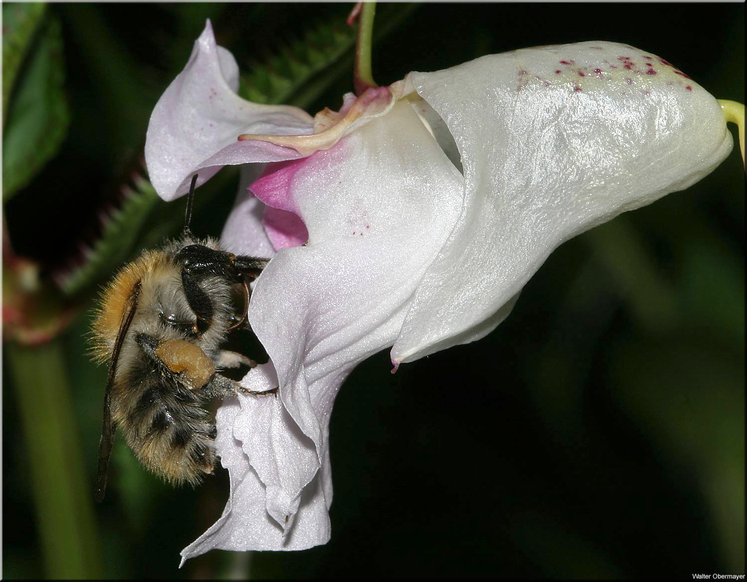 Biene auf der Suche nach Nahrung auf einer Blüte