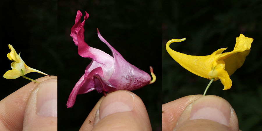 Blüten des Kleinblütigen, des Drüsigen, und des Großen Springkrautes (von links nach rechts)