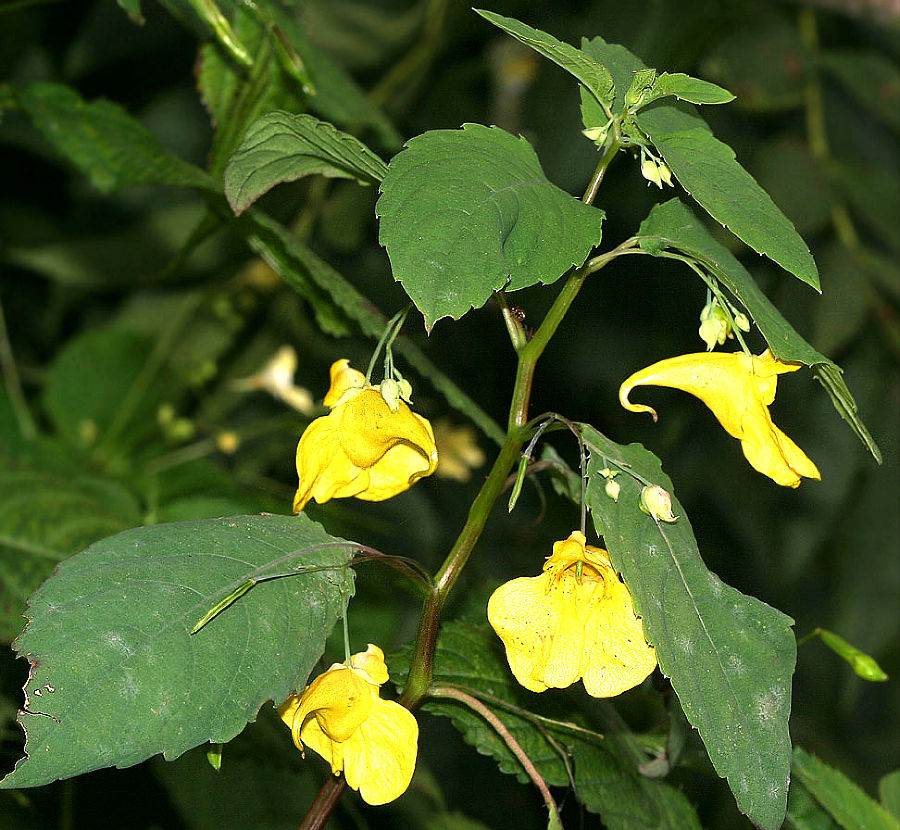 Blühendes heimisches Echtes Springkraut