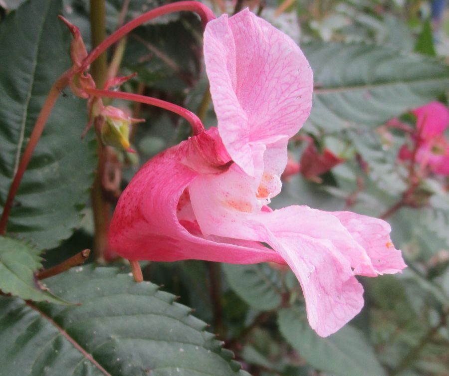 Rosarote Einzelblüte der "Orchidee des armen Mannes"