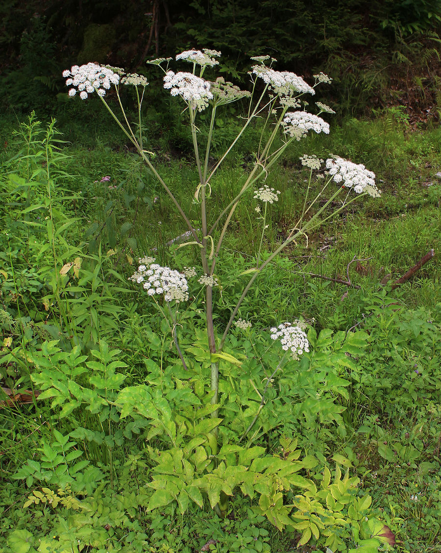 Blühende Waldengelwurz