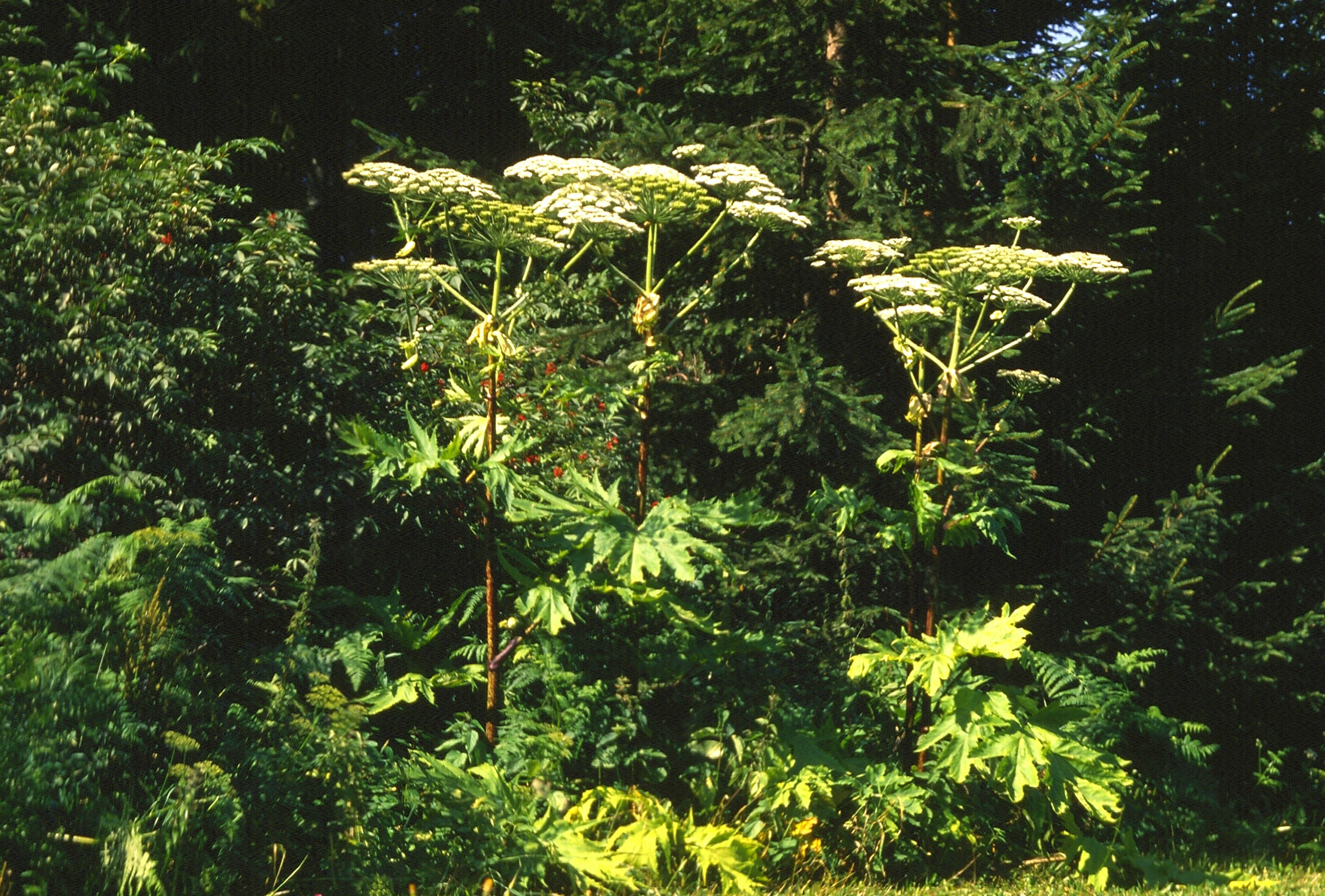Blühende Pflanzen auf der Koralpe, ca. 1.600m im Jahr 1988