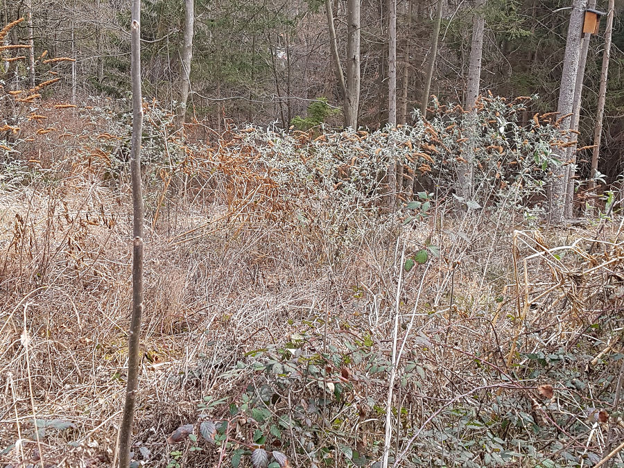 Zahlreiche verwilderte Pflanzen mit Fruchtständen auf einer Schlagfläche am Waldrand