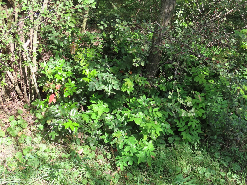 Verwilderte Mahoniensträucher an einem Waldrand