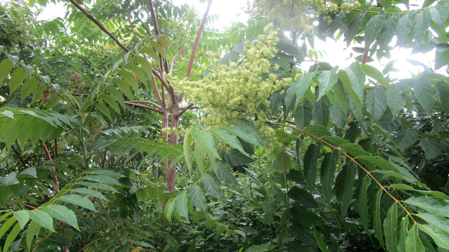 Zum Vergleich mit dem Essigbaum ein blühender Götterbaum