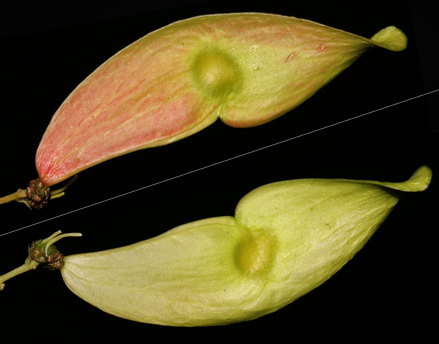 Fruchtober und -unterseite mit zentralem Samen
