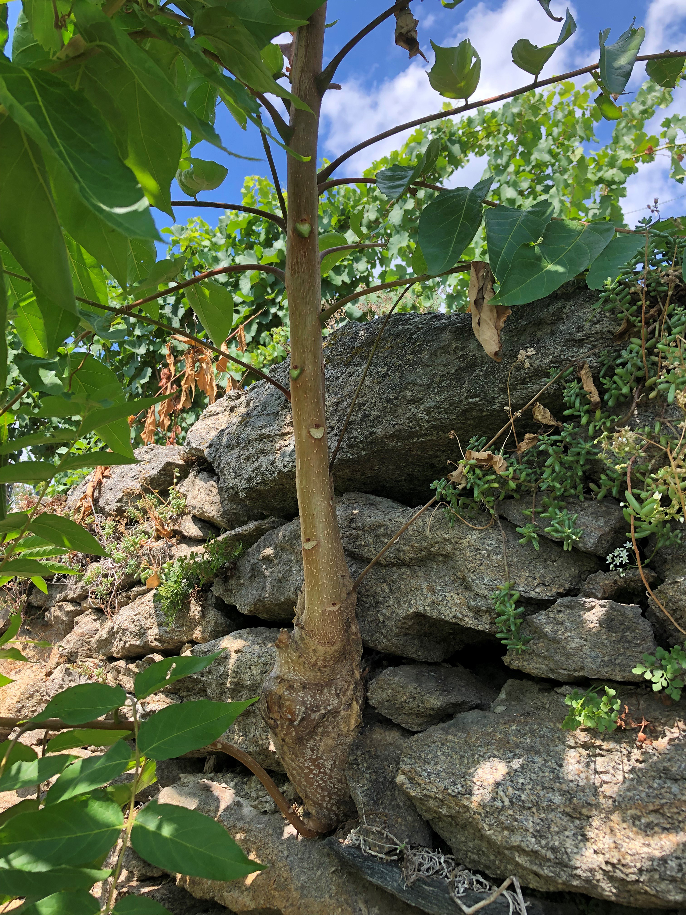 Austrieb aus einer Steinmauer in einem Weingarten