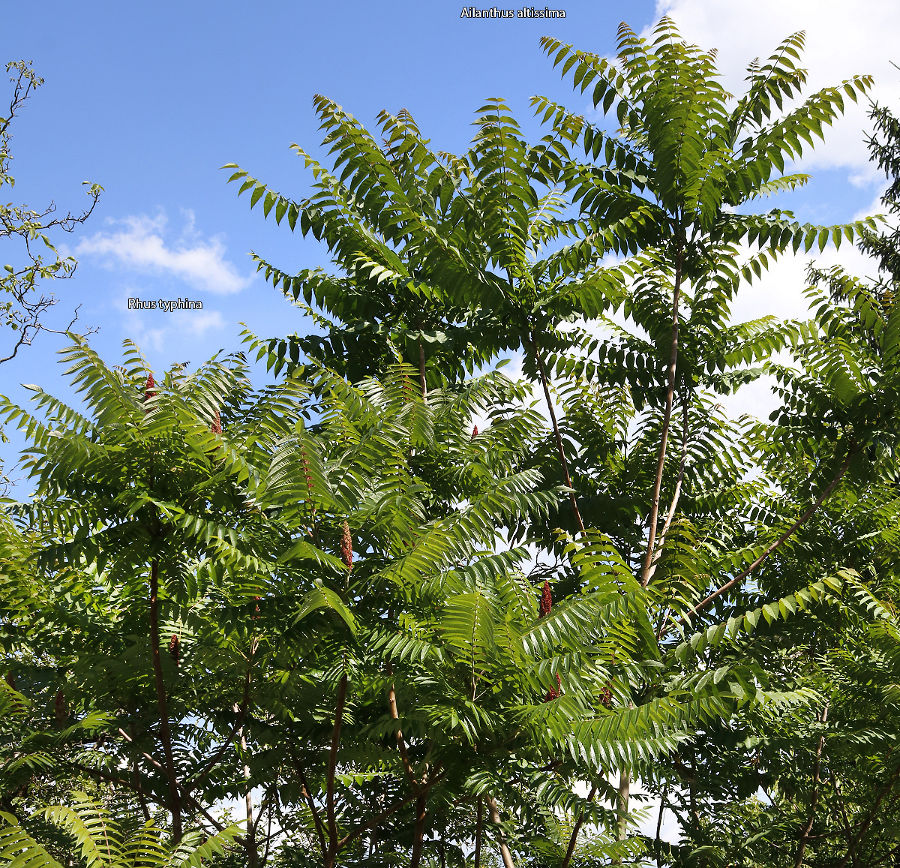 Essigbaum mit Früchten links, Götterbaum rechts