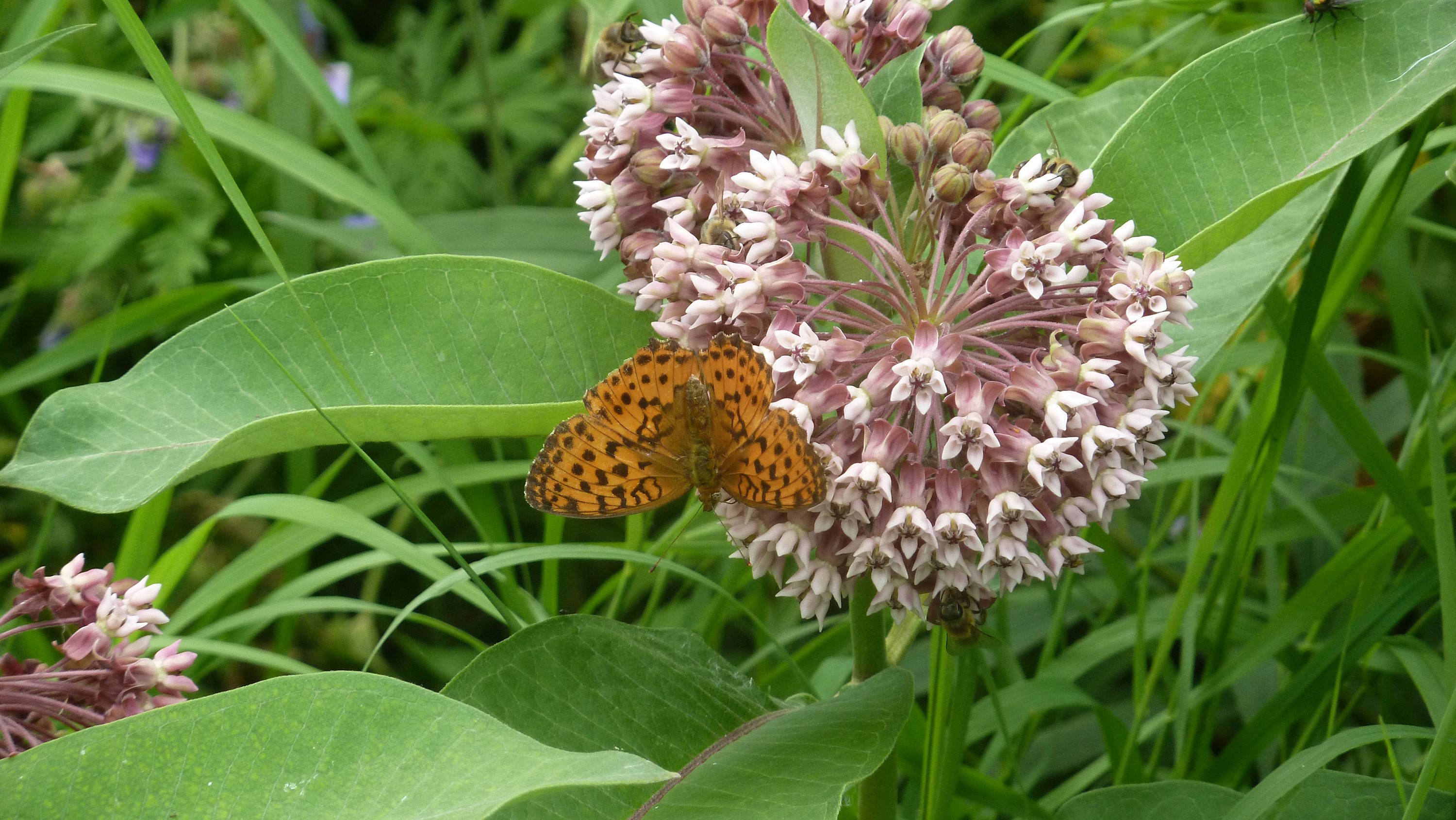 Blühende Pflanze mit Honigbienen und Kaisermantel