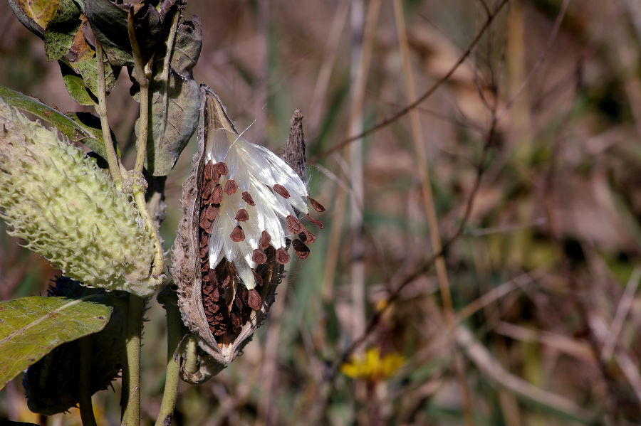 Früchte und Samen mit seidenhaarigen Flugorganen