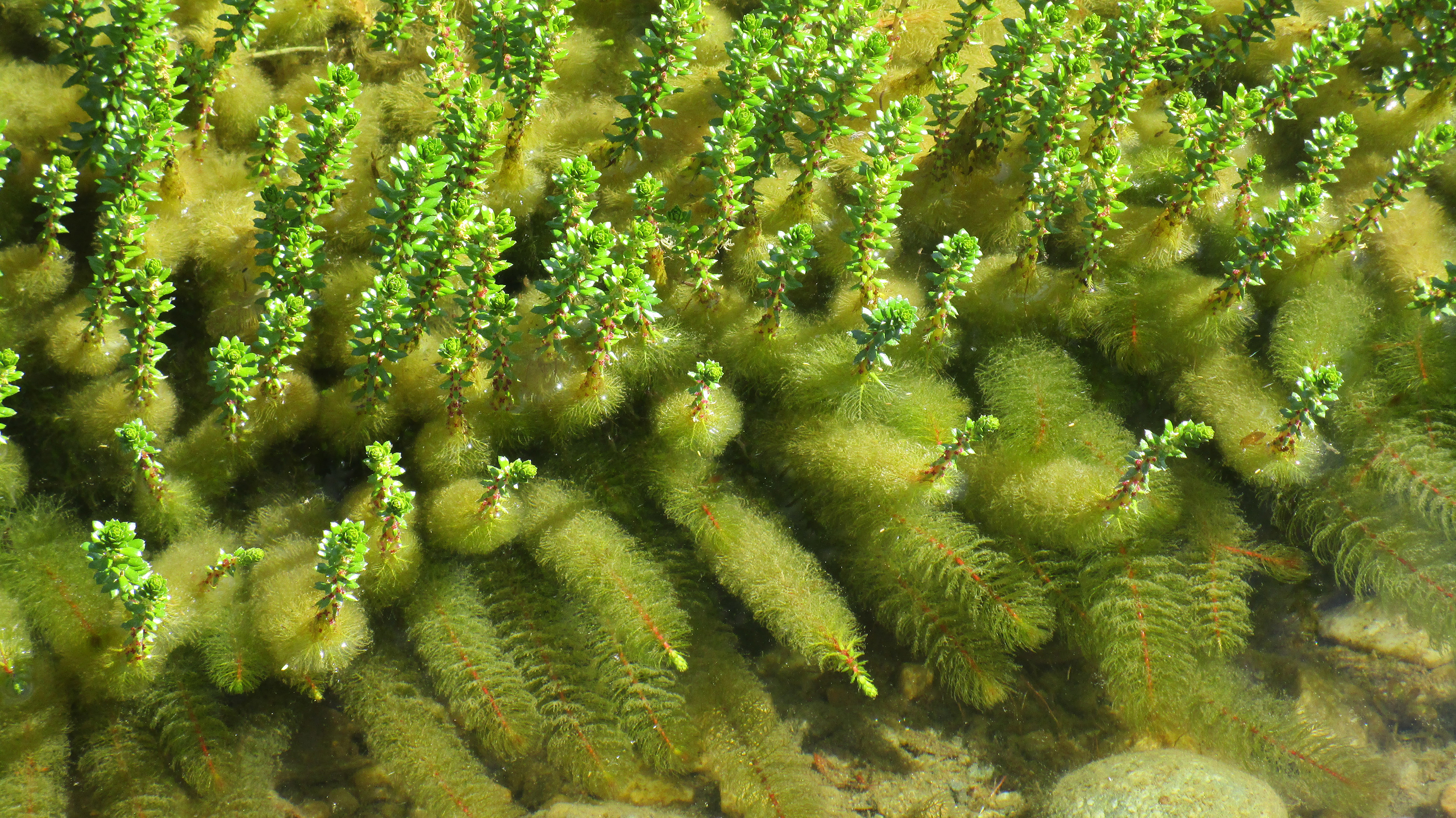 Sprosse unter  und über Wasser