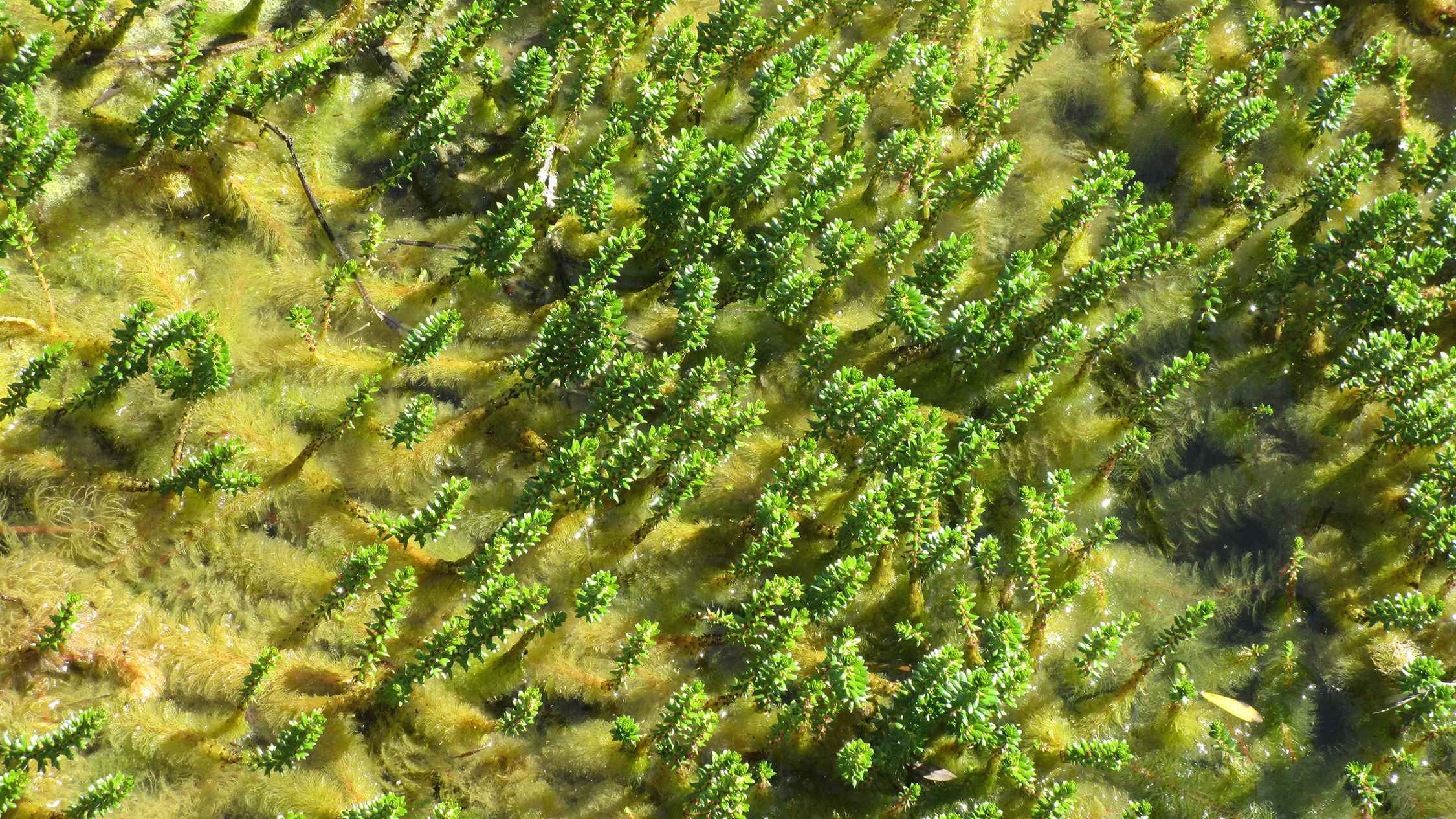 Dichte Matten auf der Wasseroberfläche