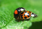 Asiatischer Marienkäfer bei der Paarung