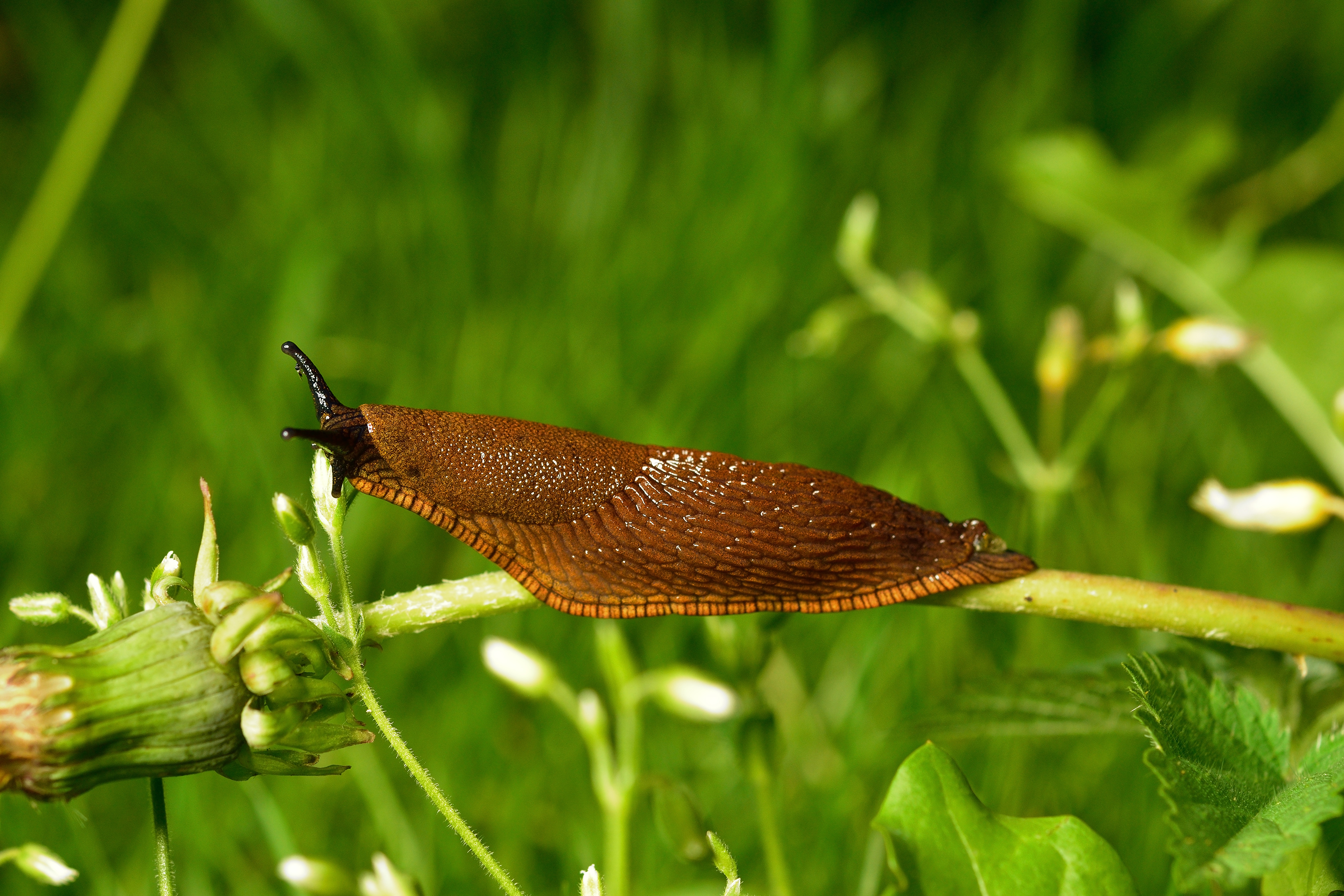 Spanische Wegschnecke