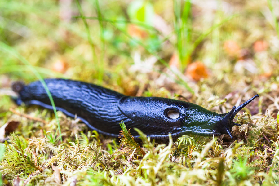 Schwarze Variante der Spanischen Wegschnecke Schwarze Variante der Spanischen Wegschnecke