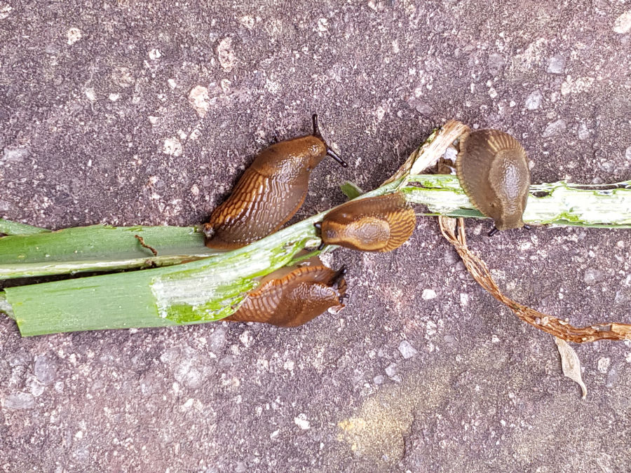 Jungtiere bei der Nahrungsaufnahme Jungtiere bei der Nahrungsaufnahme