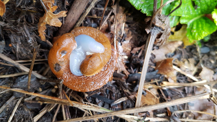 Spanische Wegschnecken bei der Paarung Spanische Wegschnecken bei der Paarung