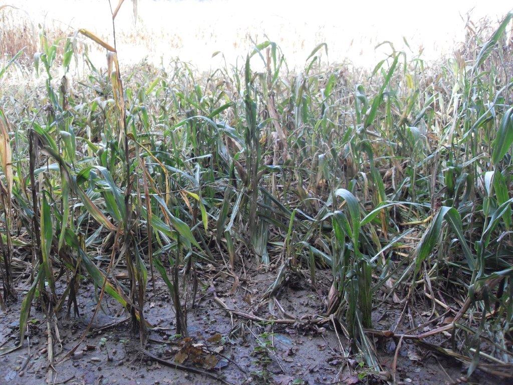 "Schwanenhals" bei Maispflanzen am Feld