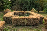 Durch Raupen befallene Buchbaumhecke