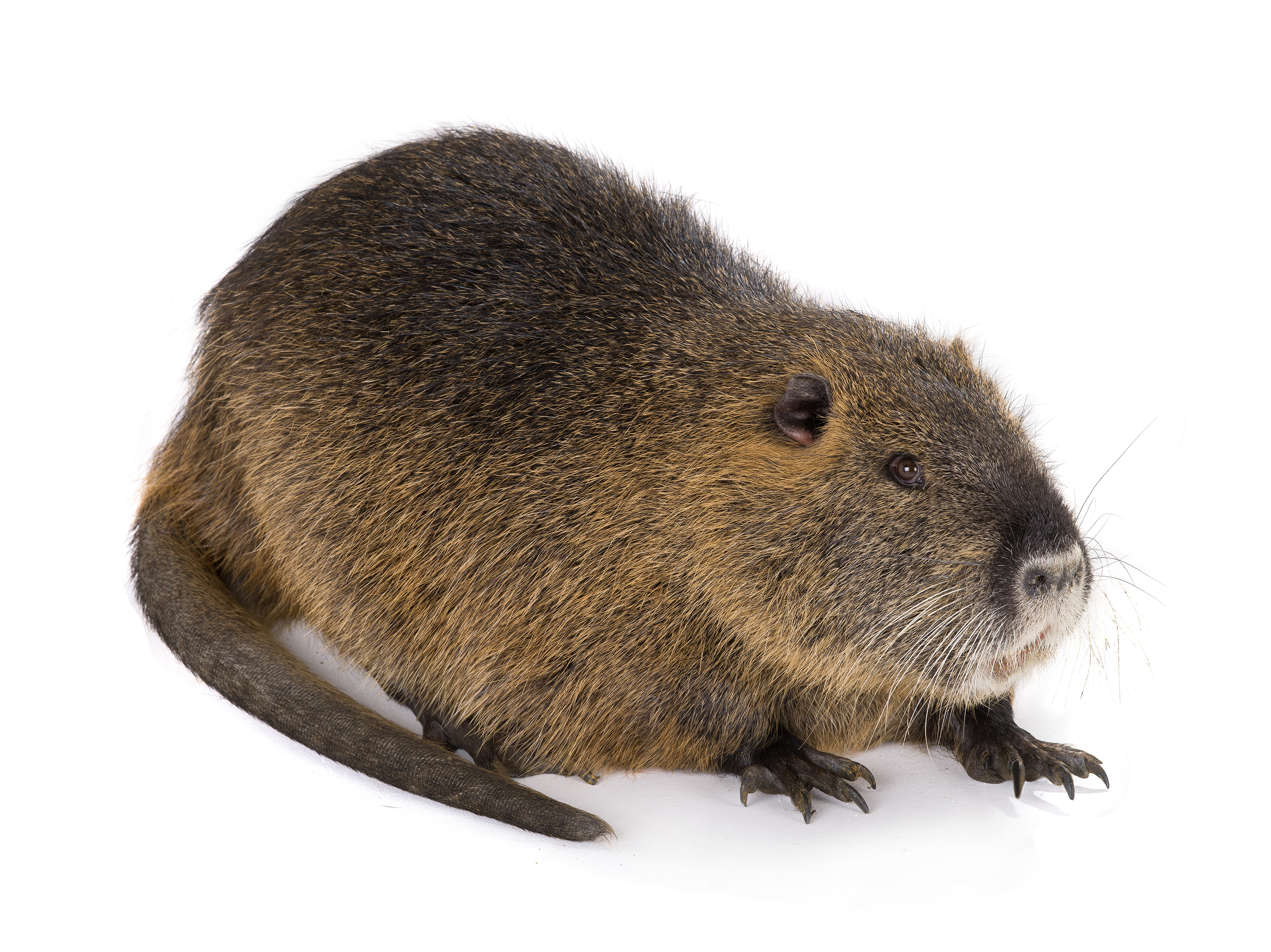 Nutria mit drehrundem Schwanz