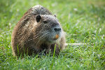 Nutria mit deutlich orangen Schneidezähnen