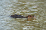 Schwimmender Nutria