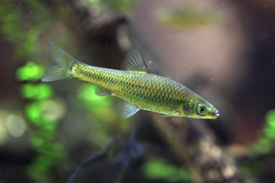 47+ Blaubandbärbling Im Teich, Im teich finden sie wasserinsekten