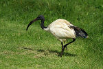 Heiliger Ibis auf einer Wiese © GettyImages.at/Tomasz Dutkiewicz