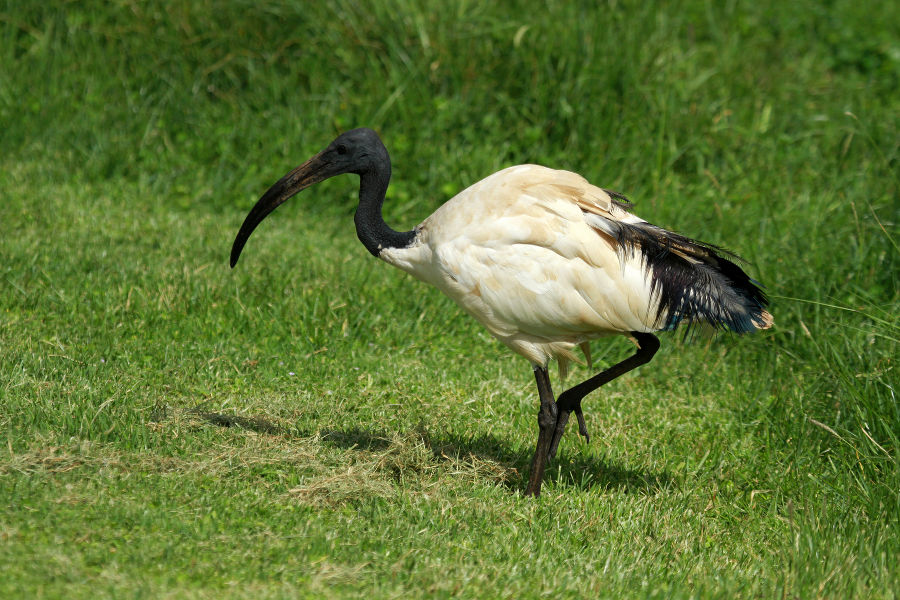 Heiliger Ibis