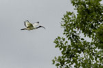 Heiliger Ibis seitlich im Flug