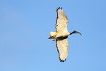 Heiliger Ibis im Flug  von unten gesehen