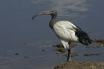 Heiliger Ibis mit lang nach unten gebogenem Schnabel