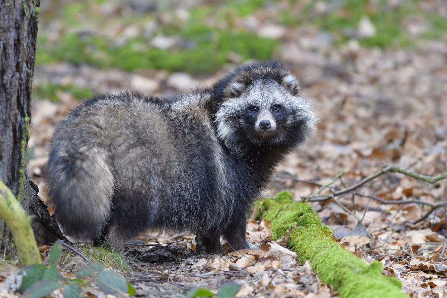 Marderhund schräg von hinten