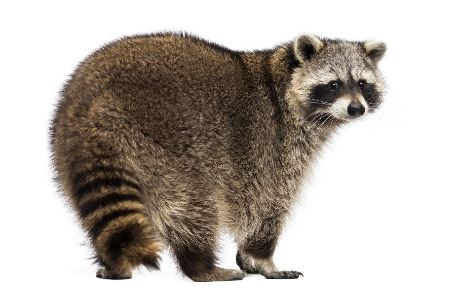 Waschbär schräg von hinten Waschbär schräg von hinten