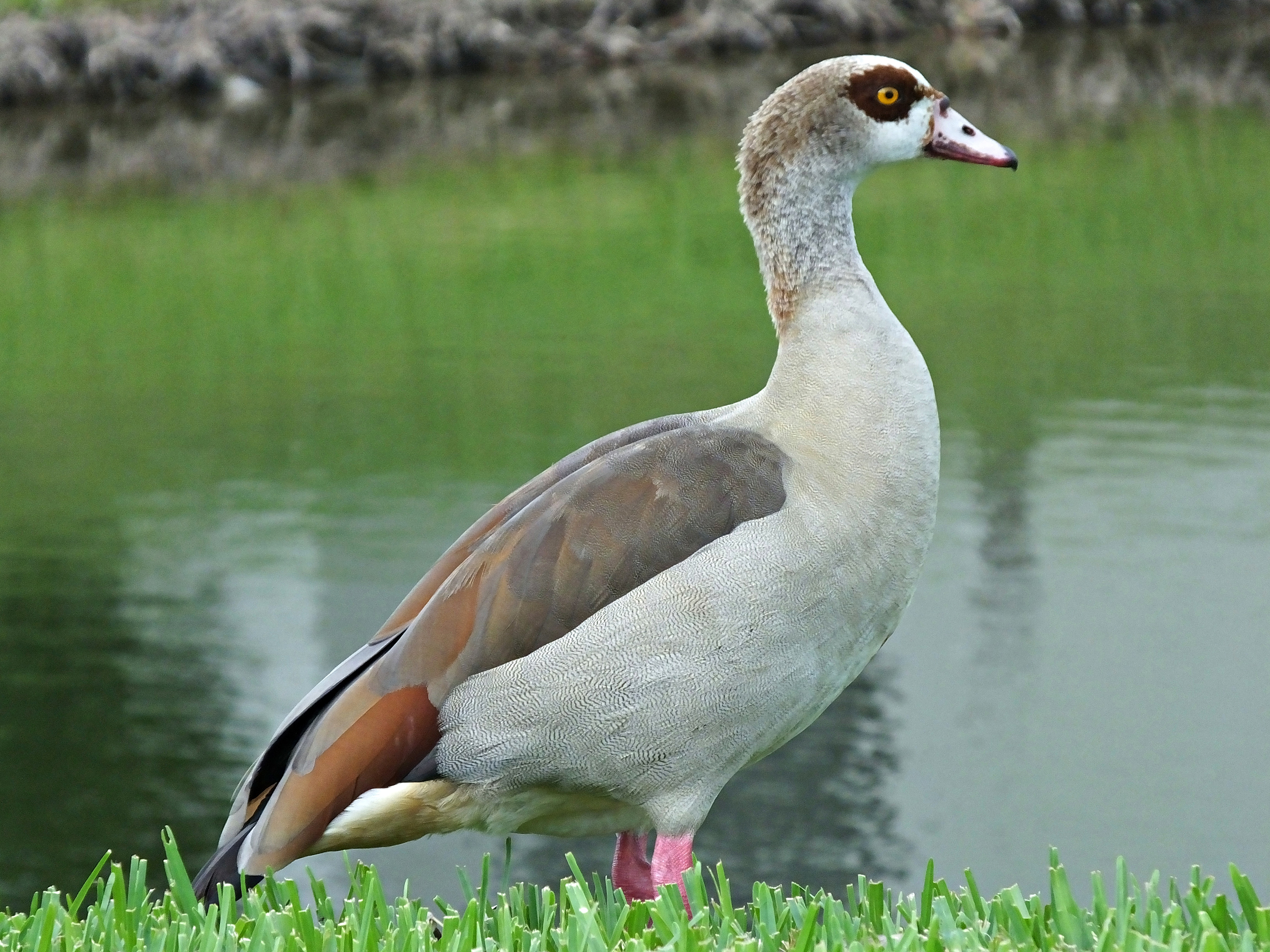 Nilgans am Ufer