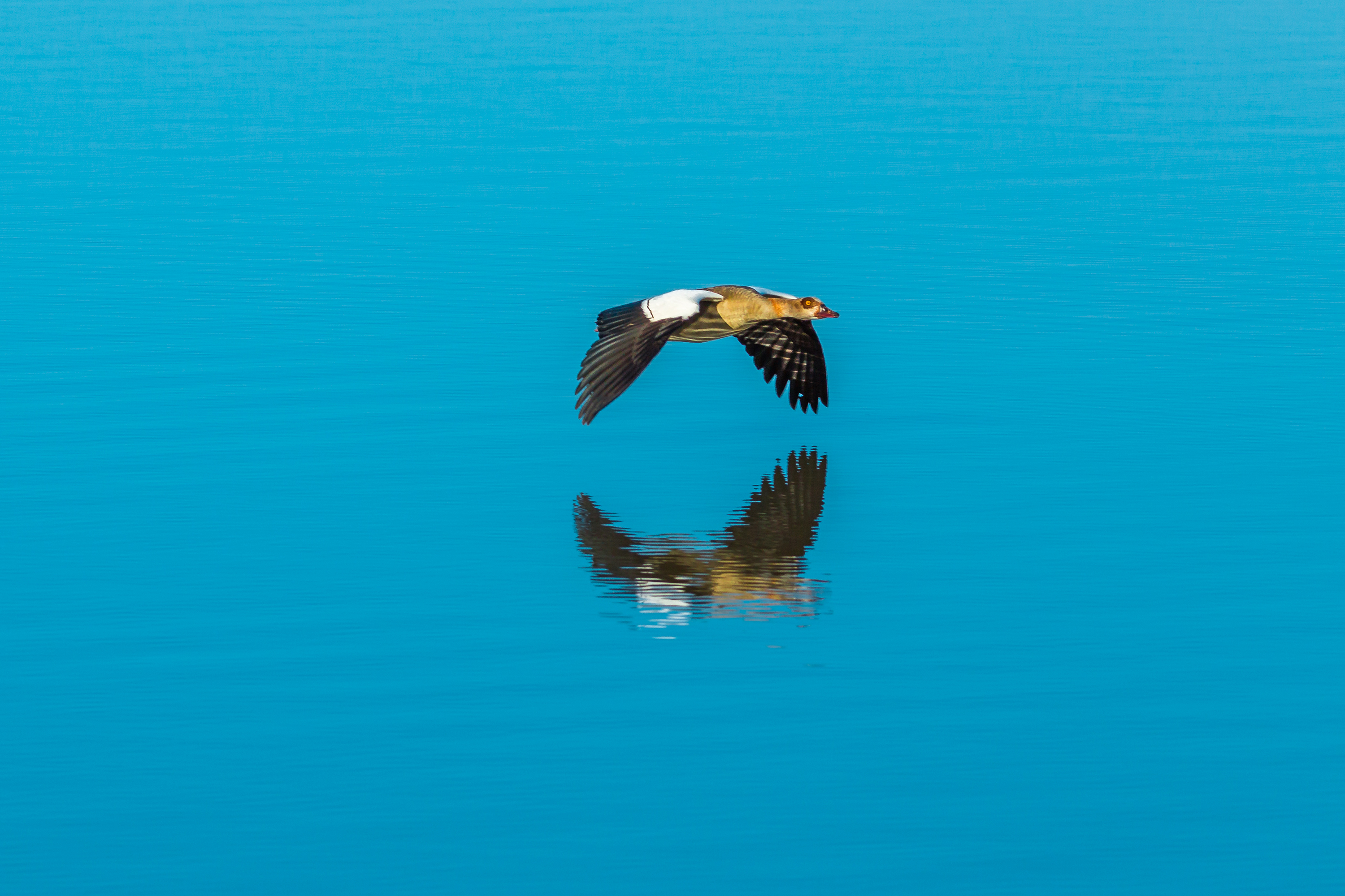 Nilgans im Flug über Wasser