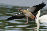 Nilgans bei der Landung auf dem Wasser