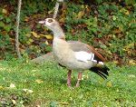 Nilgans mit den typischen rosaroten Beinen