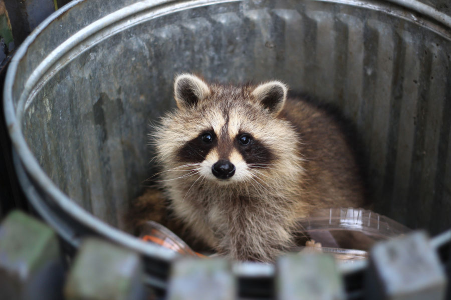 Waschbär in einer Mülltonne