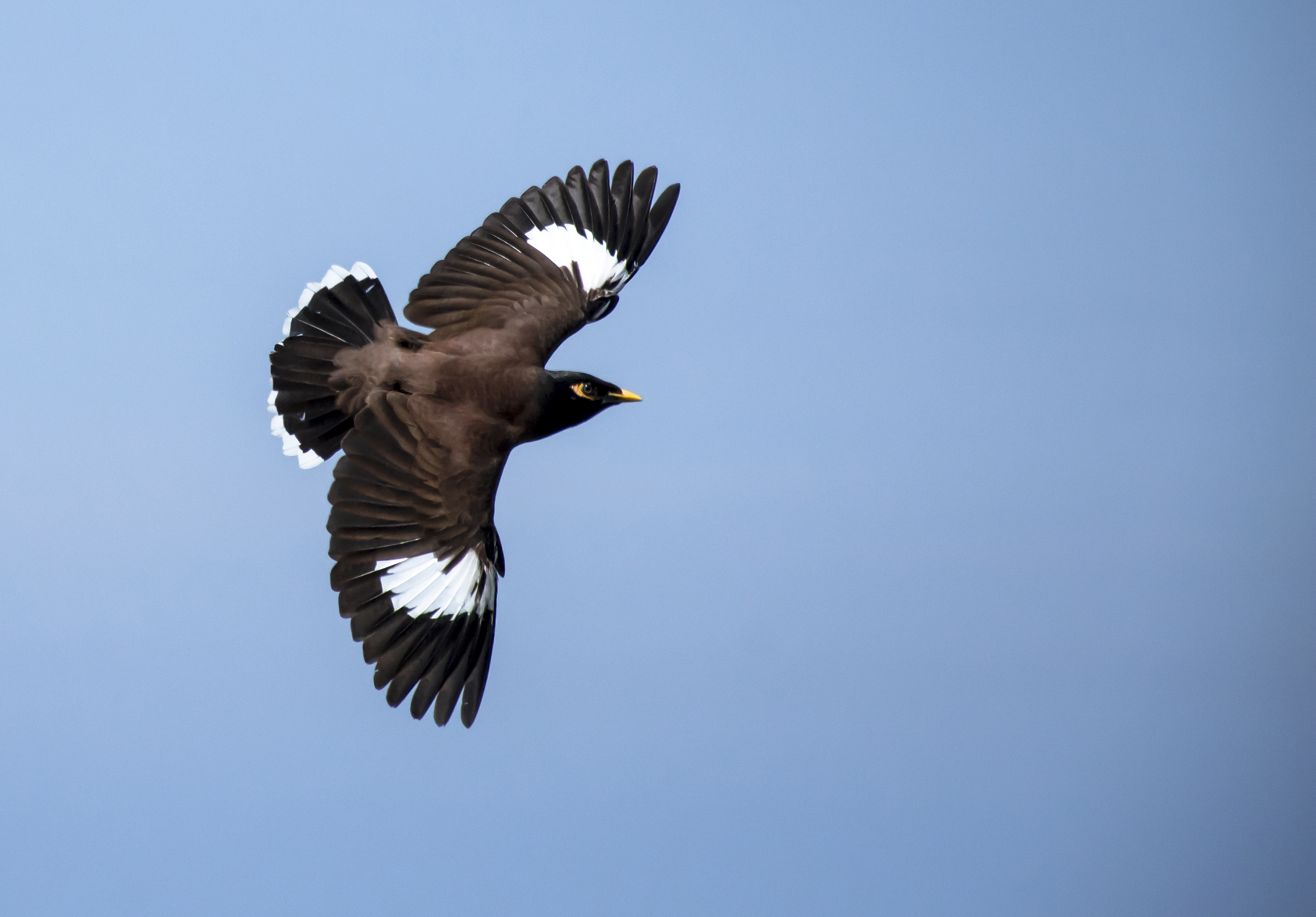 Hirtenmaina im Flug