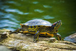 Rotwangen-Schmuckschildkröte © GettyImages.at/ChristinaPrinn