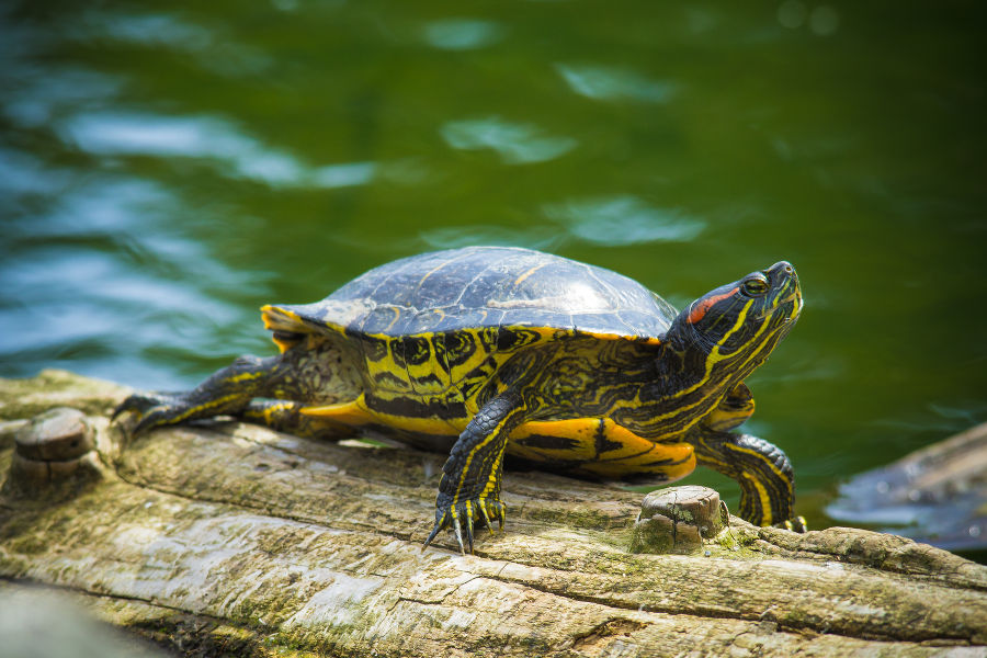 Nordamerikanische Schmuckschildkröte