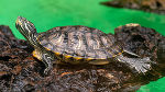 Cumberland-Schmuckschildkröte