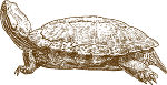 Schmuckschildkröte gezeichnet