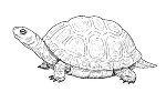 Europäische Sumpfschildkröte gezeichnet