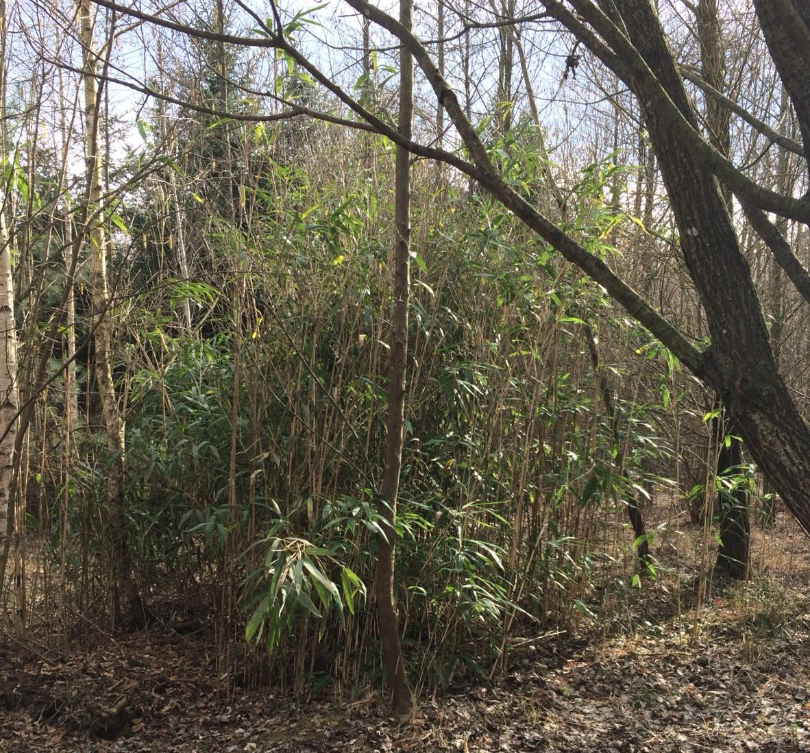 Verwilderter Bambusbestand in einem Wald